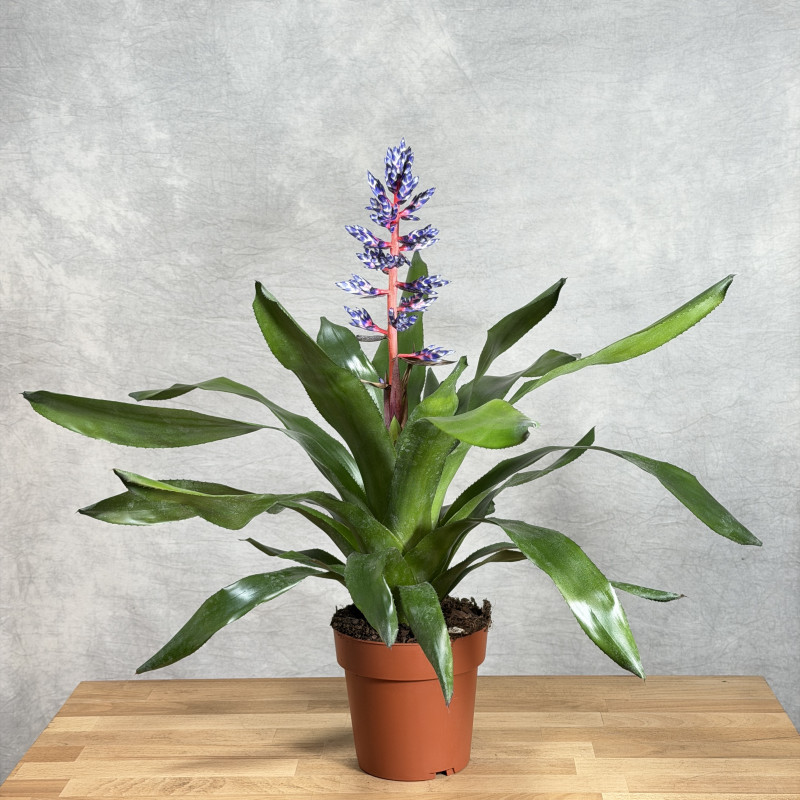 Echmea 'Blue Rain'