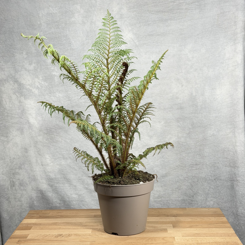 Cyathea tomentosissima...