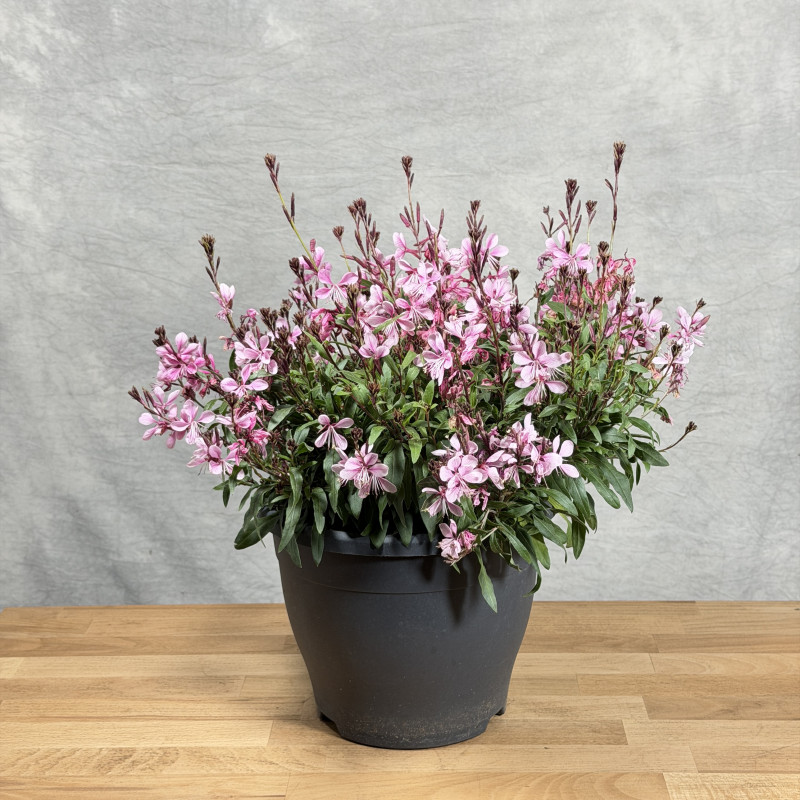 Gaura 'Geyser Pink' | Duża