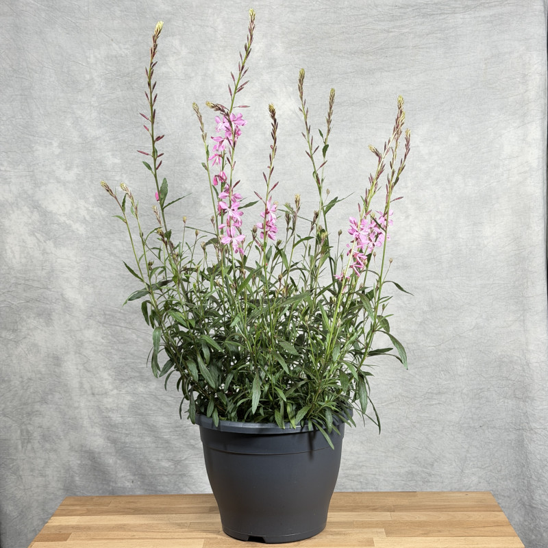 Gaura 'Geyser Pink' | Duża