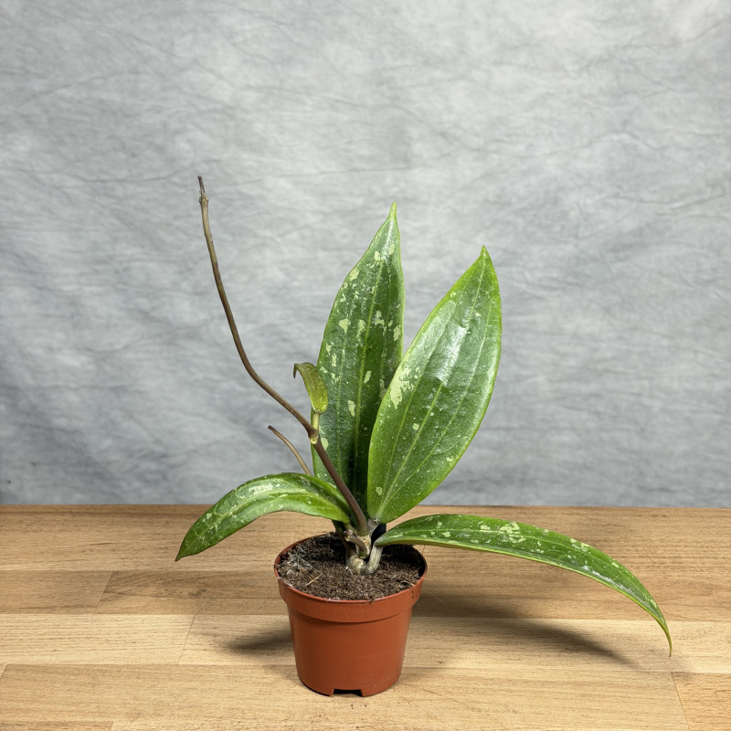 Hoya sp. Loei | Mini