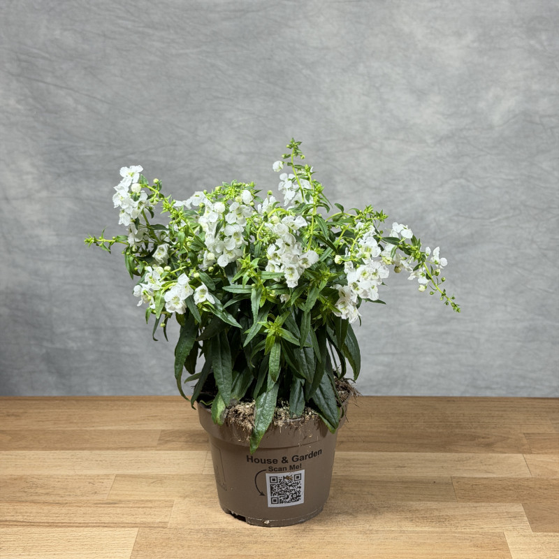 Angelonia wąskolistna...