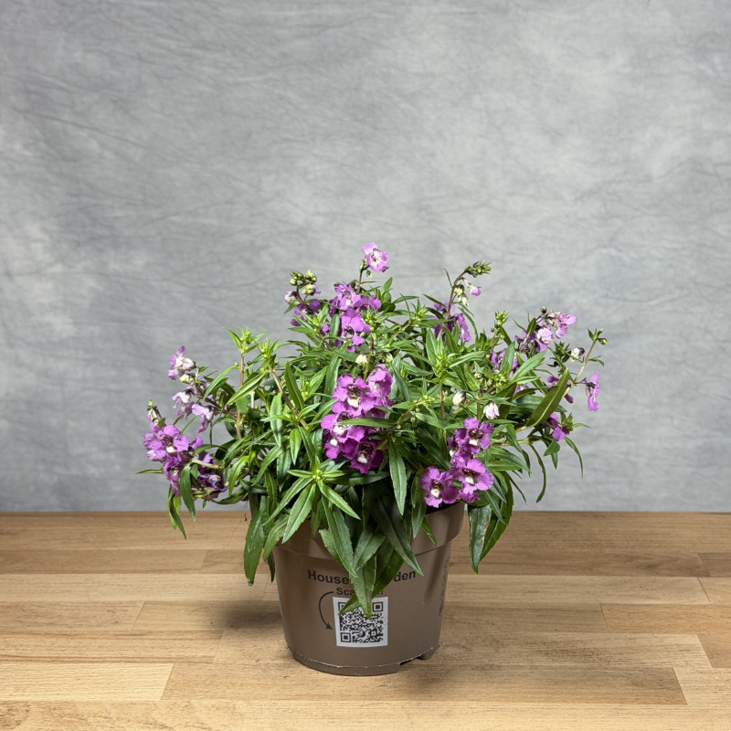 Angelonia wąskolistna...