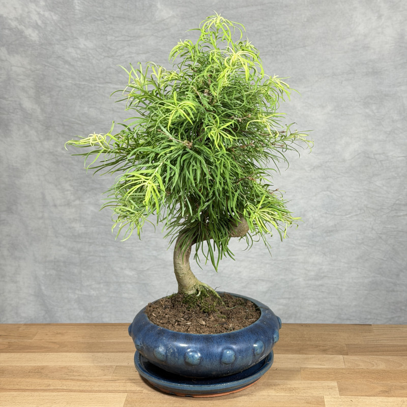 Modrzewnik chiński | Bonsai...
