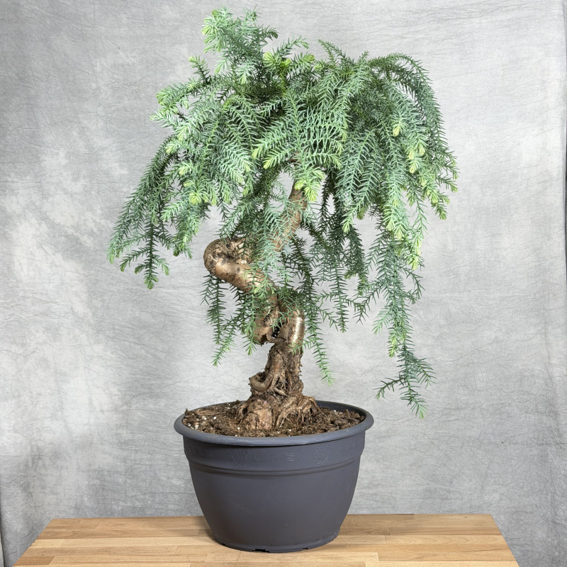 Araucaria cunninghamii |...