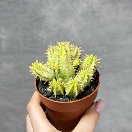 Euphorbia aggregata 'Variegata' | Tomaszewski