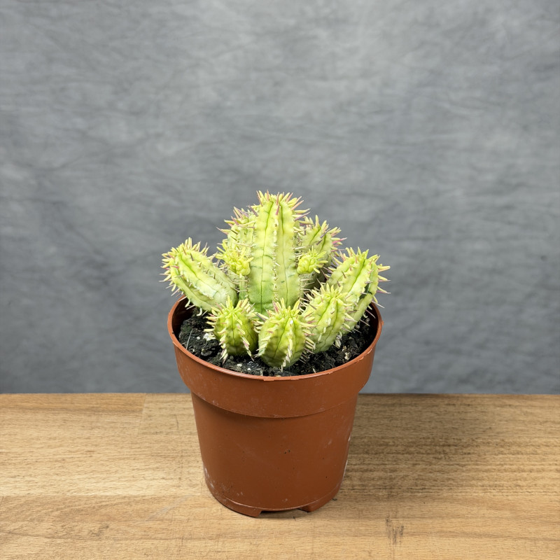 Euphorbia aggregata...