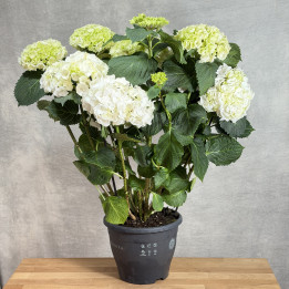 Hortensja ogrodowa 'Crystal Palace White' | Tomaszewski