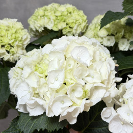 Hortensja ogrodowa 'Crystal Palace White' | Tomaszewski