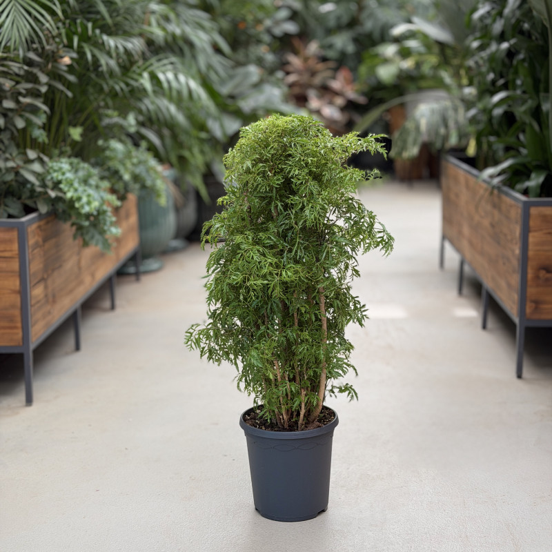 Polyscias fruticosa | Duży