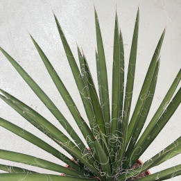 Yucca filifera | Tomaszewski
