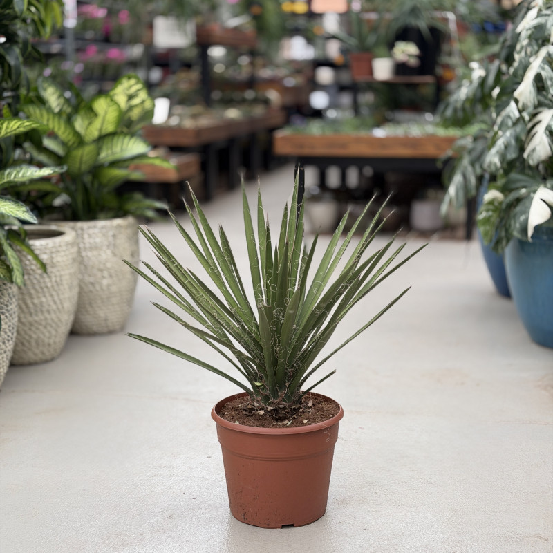 Yucca filifera | Duża
