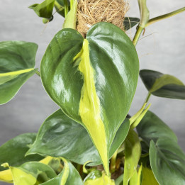 Filodendron scandens 'Brasil' na paliku | Tomaszewski