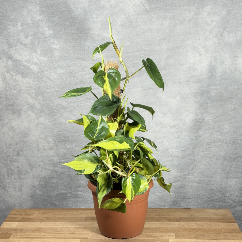 Filodendron pnący 'Brasil'...