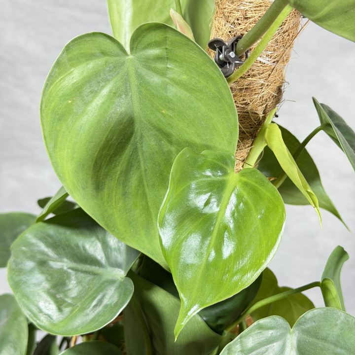 Filodendron scandens na paliku | Tomaszewski