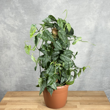 Monstera siltepecana | Na paliku