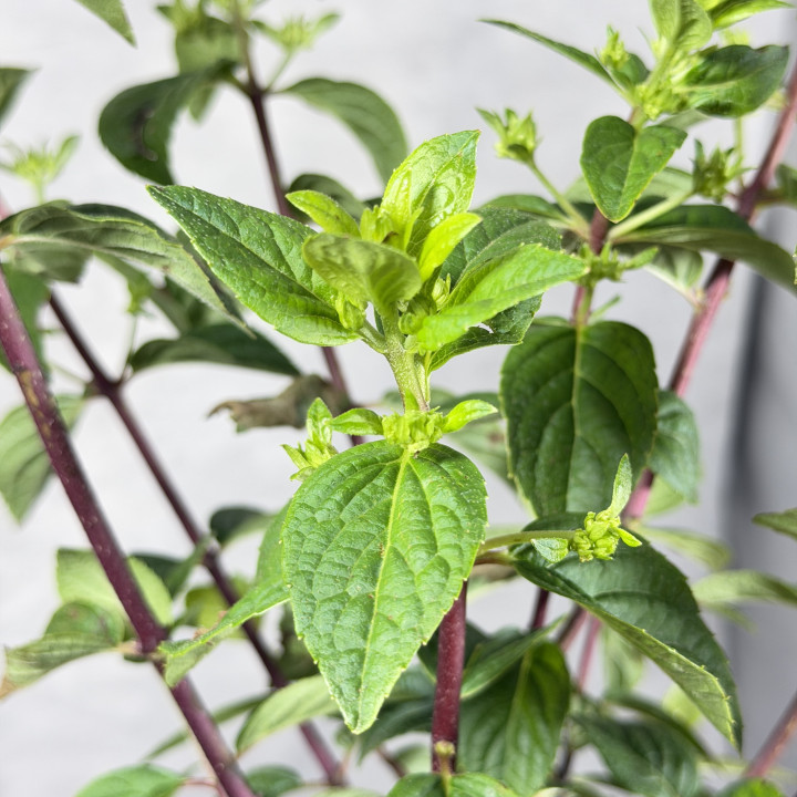 Hortensja 'Sundae Fraise' – kompaktowy krzew do ogrodu i donic