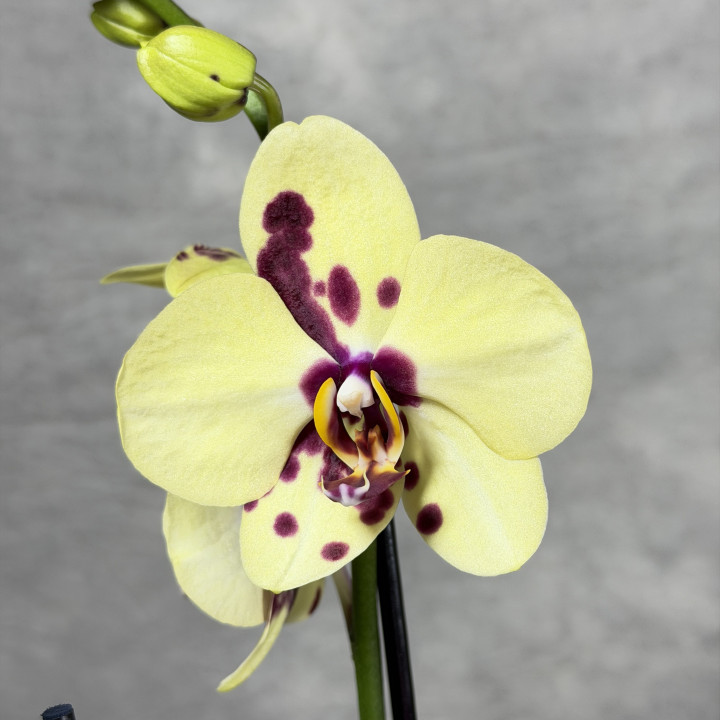Storczyk Phalaenopsis żółto-bordowy | Tomaszewski