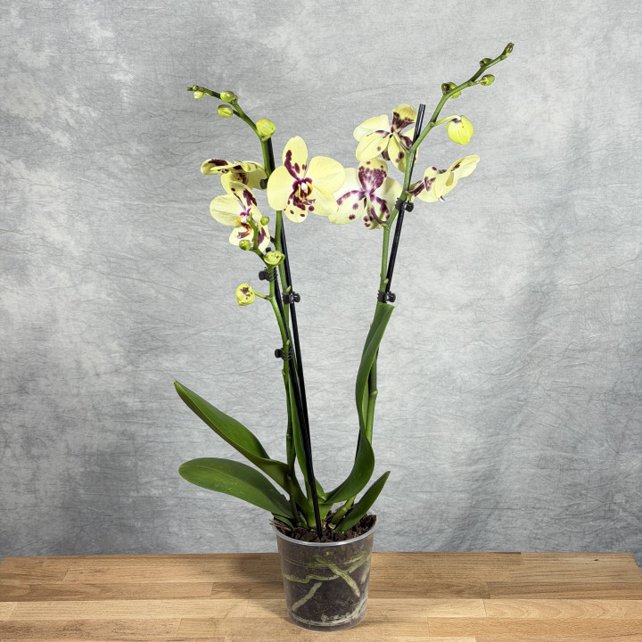 Storczyk Phalaenopsis żółto-bordowy | Tomaszewski