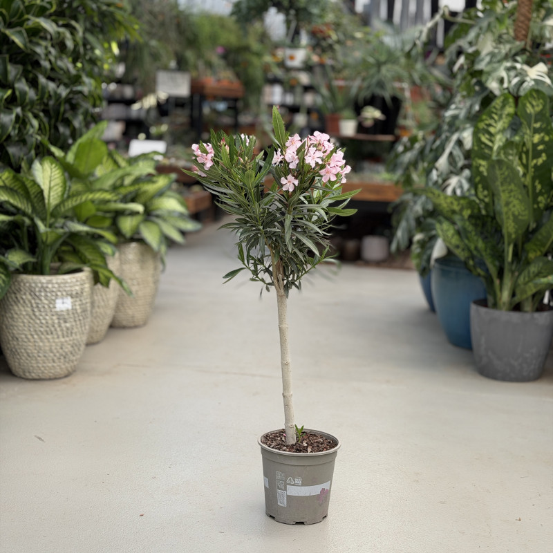 Oleander na pniu
