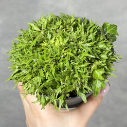 Bluszcz pospolity 'Dyinni' – roślina doniczkowa | Tomaszewski