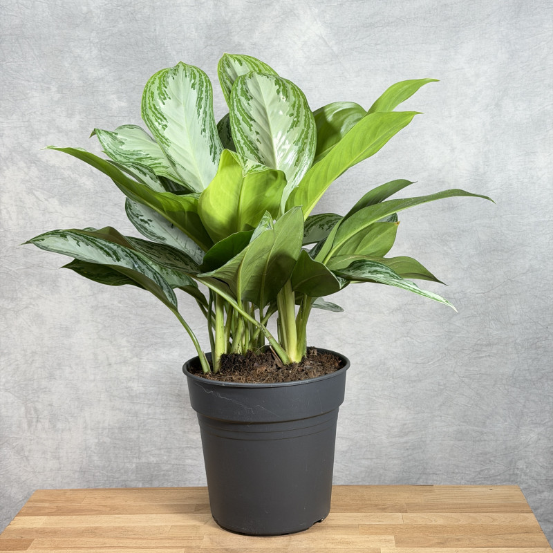 Aglaonema 'Silver Bay'