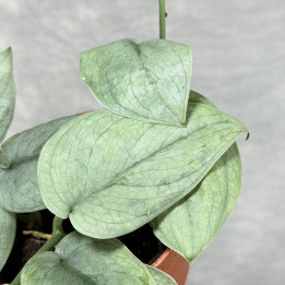 Scindapsus pictus 'Silver Hero' – srebrzyste pnącze | Tomaszewski