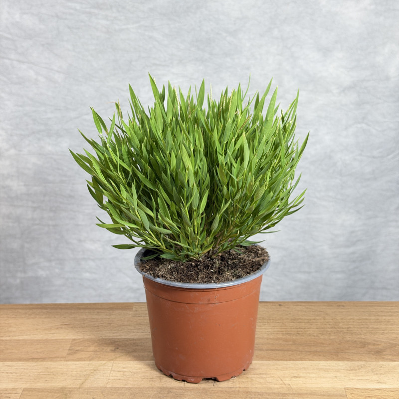 Bambus pokojowy 'Monica'