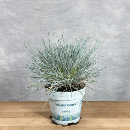 Kostrzewa popielata 'Compacta Blue' – niebieska trawa ozdobna | Tomaszewski
