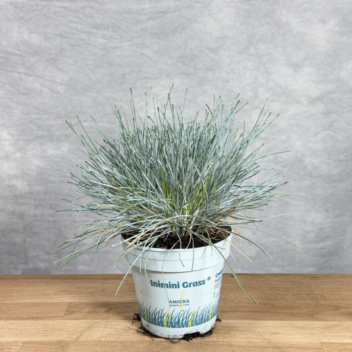 Kostrzewa popielata 'Compacta Blue' – niebieska trawa ozdobna | Tomaszewski
