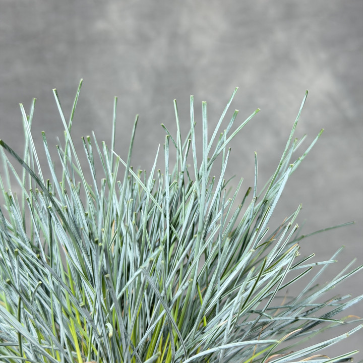 Kostrzewa popielata 'Compacta Blue' – niebieska trawa ozdobna | Tomaszewski