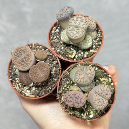 Lithops – żywe kamienie, sukulent doniczkowy | Tomaszewski