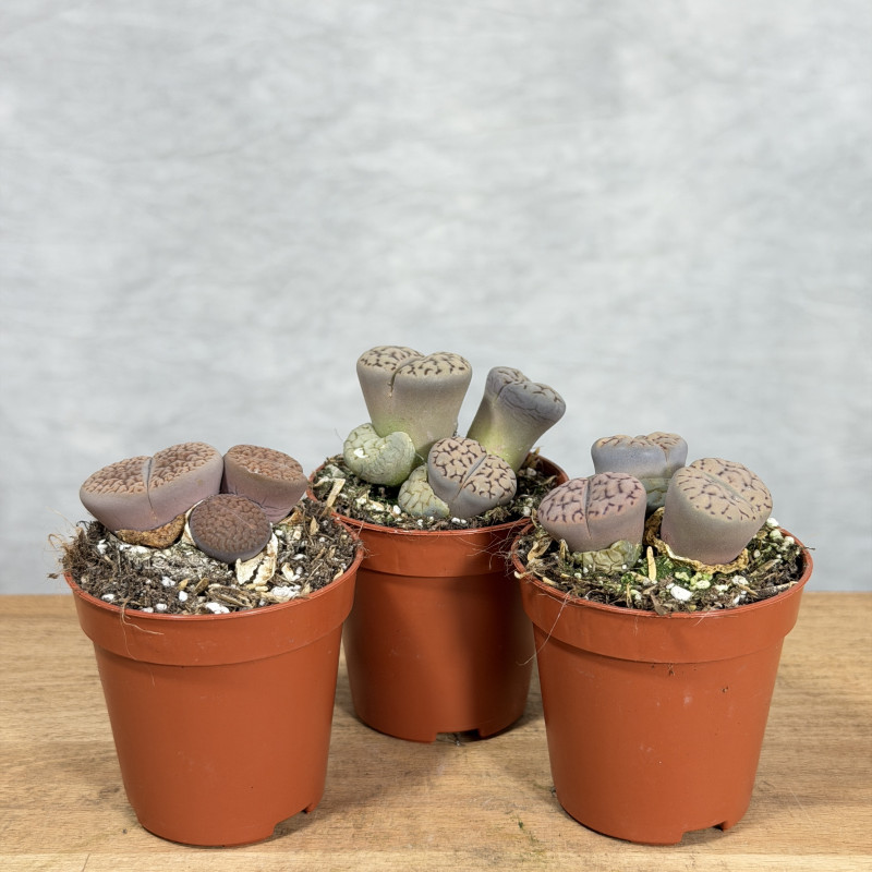 Lithops Żywe Kamienie | Mini
