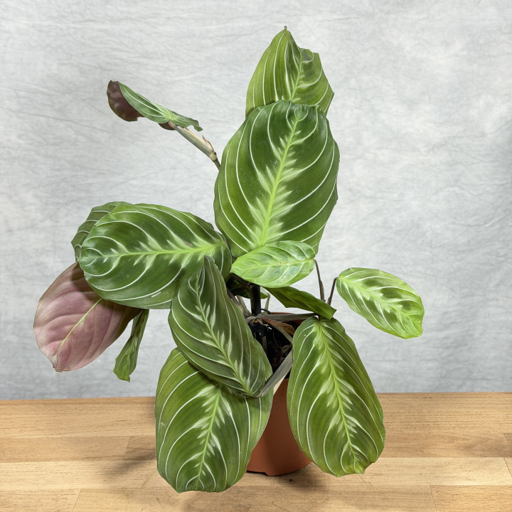 Maranta 'Exclusive Dark' – roślina doniczkowa o ozdobnych liściach