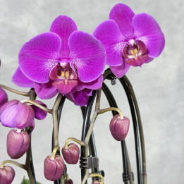 Storczyk Phalaenopsis fuksjowy | Tomaszewski