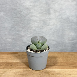Pleiospilos nelii – żywy kamień do Twojego domu | Tomaszewski