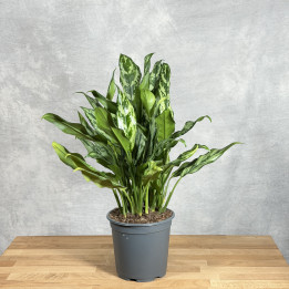 Aglaonema 'Green Lady' – roślina doniczkowa | Tomaszewski