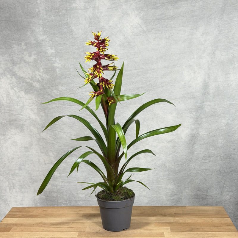 Guzmania 'Choco'