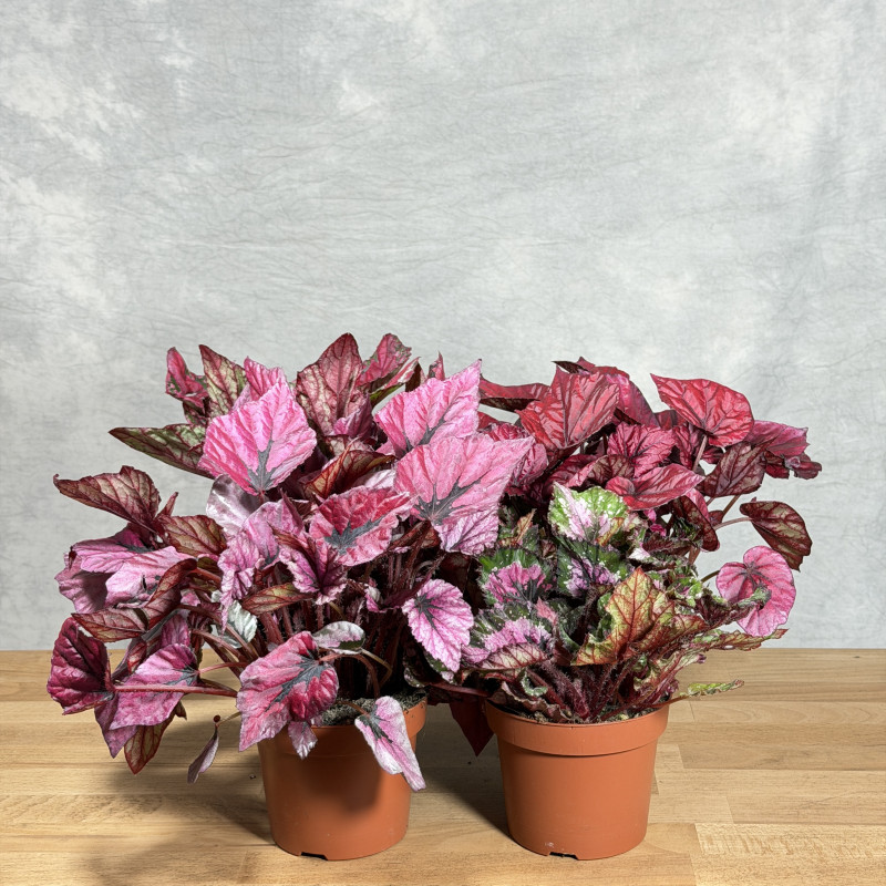 Begonia królewska Beleaf | Mix