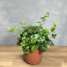 Bluszcz pospolity 'Wonder' pnącze ogrodowe | Tomaszewski