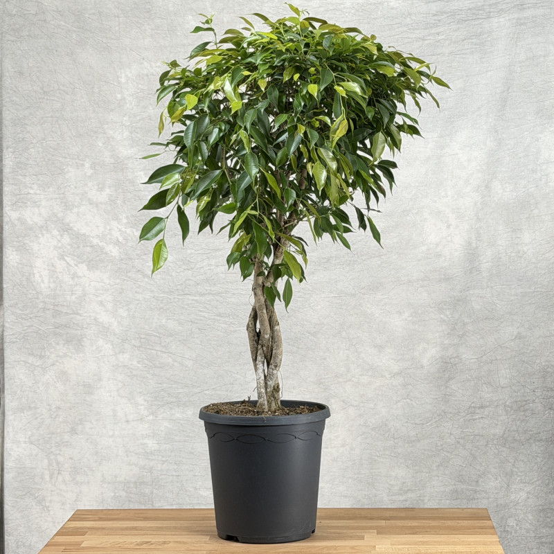 Fikus benjamina 'Foliole'...