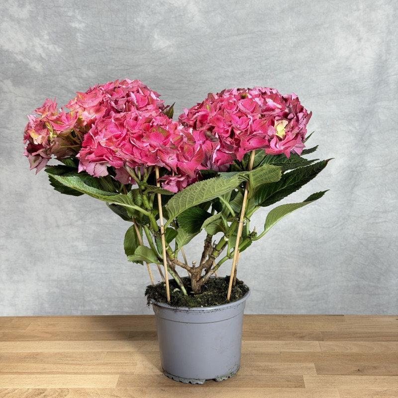 Hortensja ogrodowa 'Hi Fire'