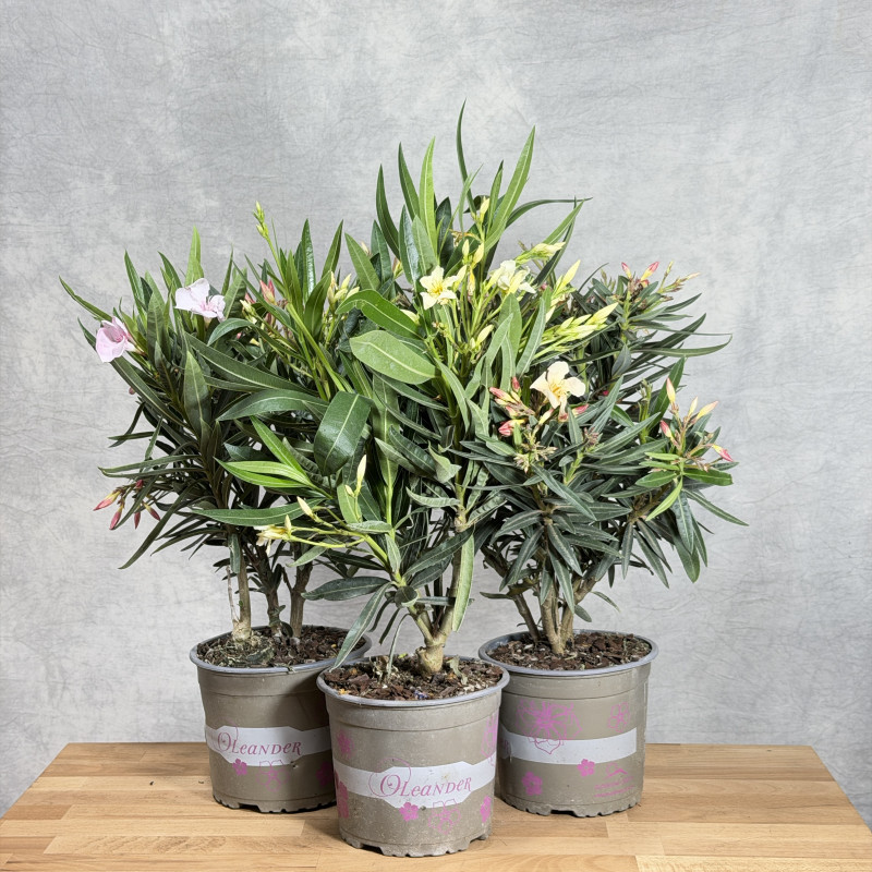 Oleander MIX kolorów