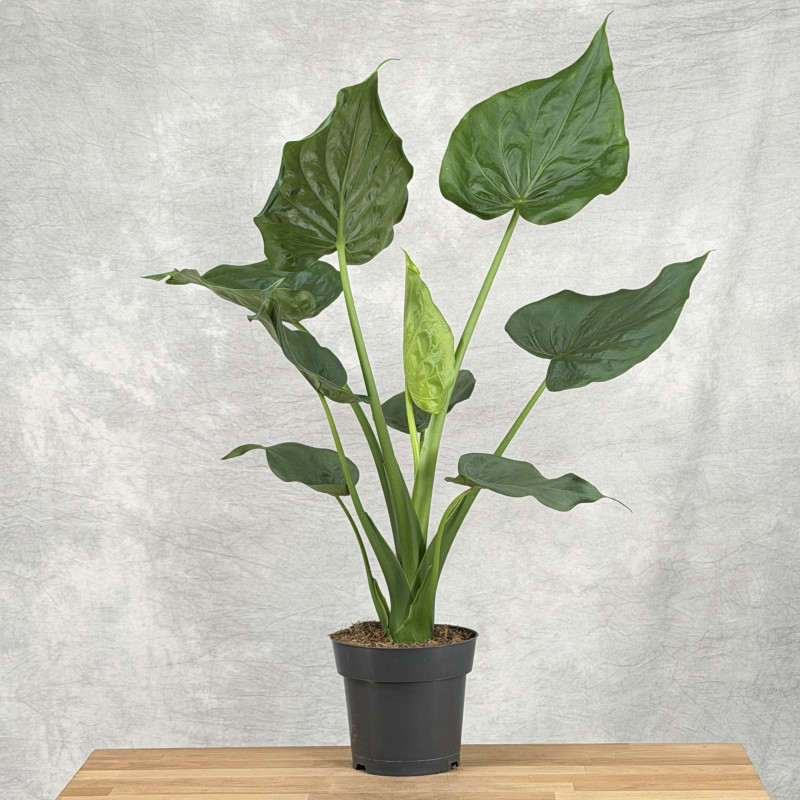 Alocasia cucullata