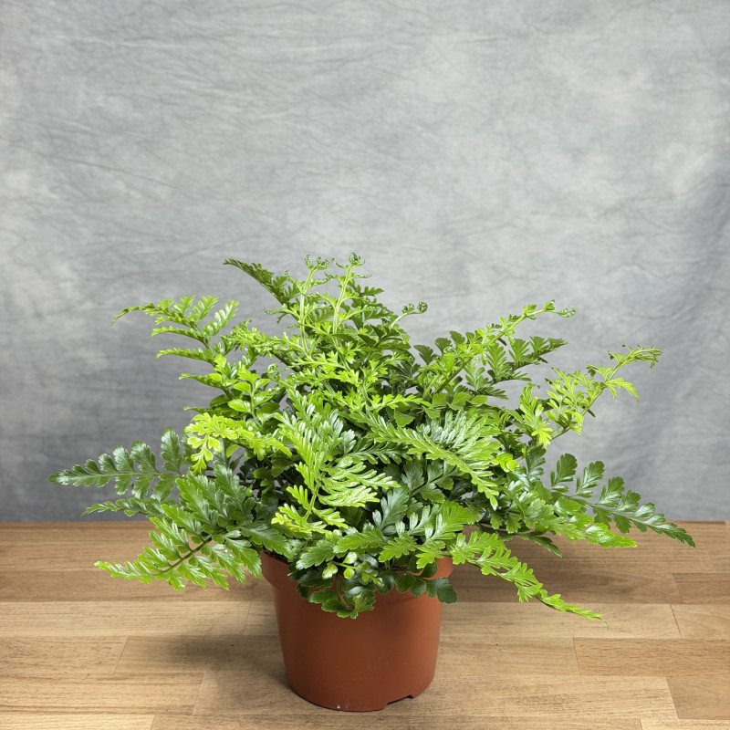 Asplenium 'Parvati'