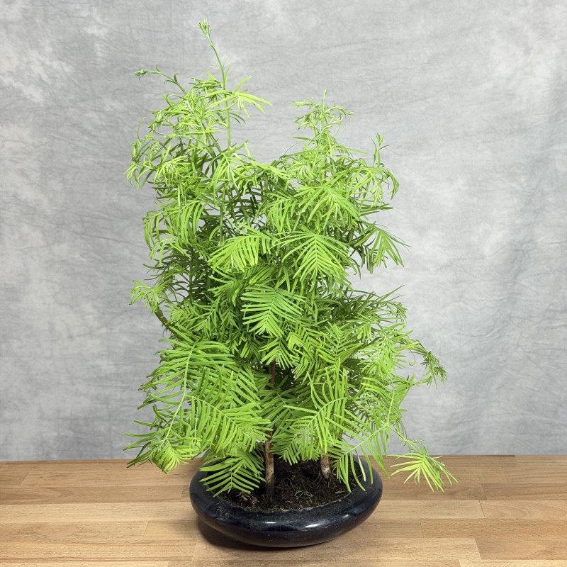 Bonsai Metasekwoja chińska