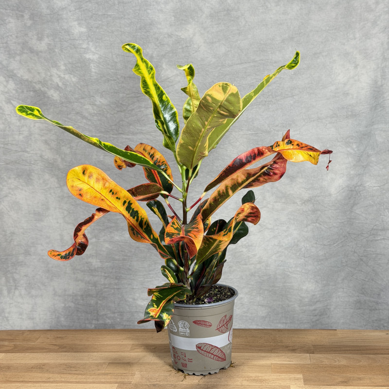 Kroton 'Mammi'