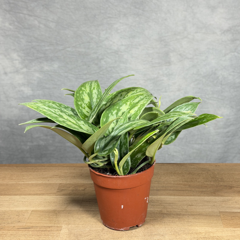 Epipremnum pinnatum...