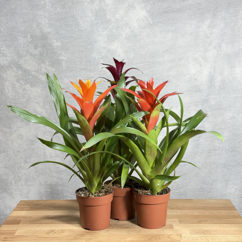 Guzmania MIX
