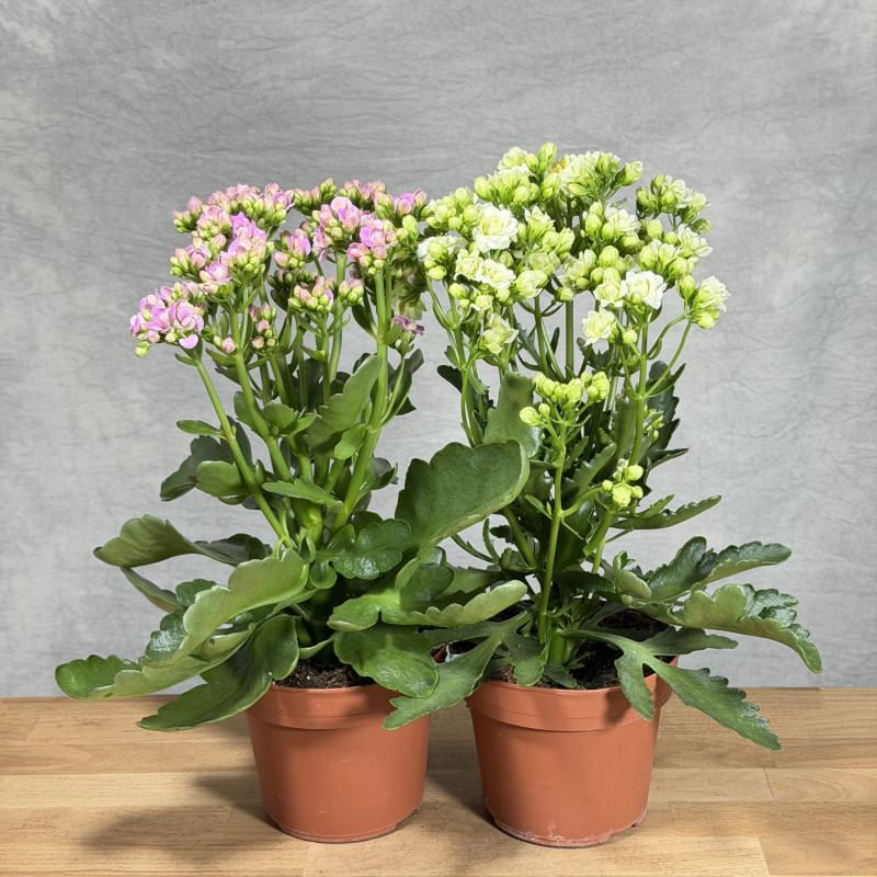 Kalanchoe 'Sunny' mix